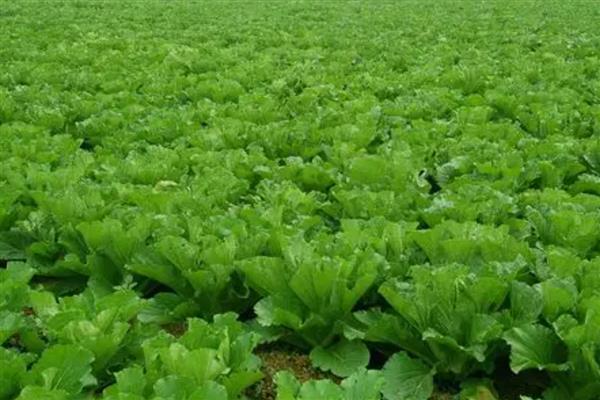 无公害蔬菜的种植方法,播种前要对种子消毒