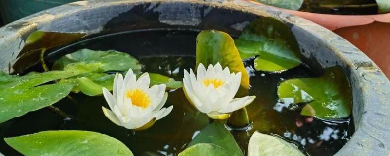 睡莲不开花的原因,缺少光照、温度过低等因素都会引起