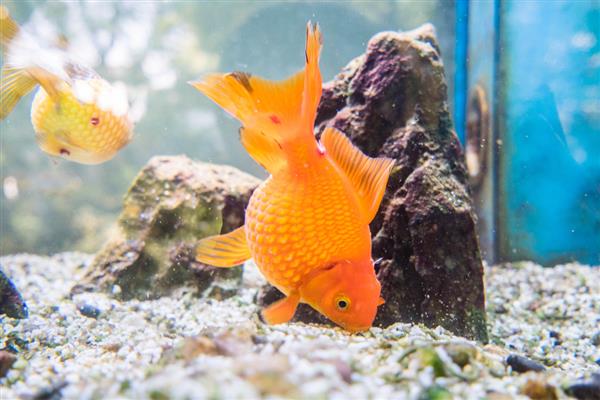 避免金鱼死亡的方法，缸内要安装过滤器
