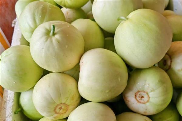 香瓜怎么加工,可以做成腌香瓜、糖醋香瓜等食品