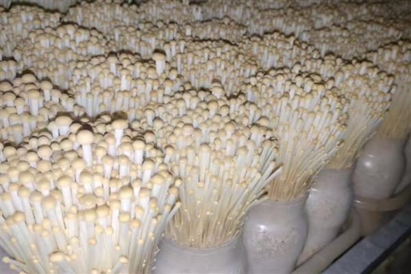 怎么让金针菇的根部再生,在潮湿和碱性环境中会自行生长