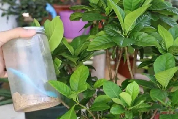 栀子花有蕾但不开花怎么办,缺少养分可以追施磷钾肥