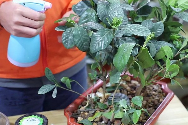 栀子花有蕾但不开花怎么办,缺少养分可以追施磷钾肥