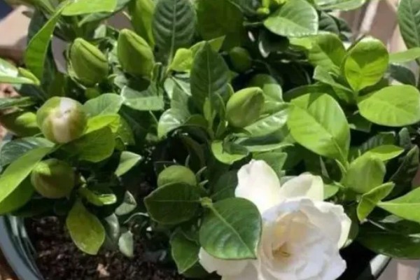 栀子花有蕾但不开花怎么办,缺少养分可以追施磷钾肥