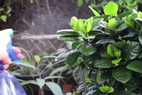 栀子花有蕾但不开花怎么办,缺少养分可以追施磷钾肥
