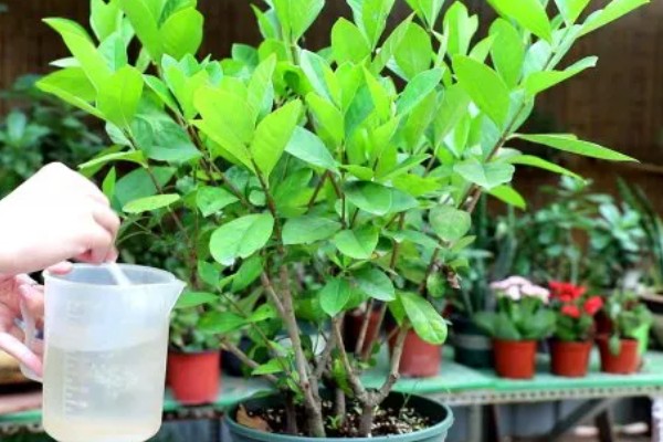 栀子花有蕾但不开花怎么办,缺少养分可以追施磷钾肥