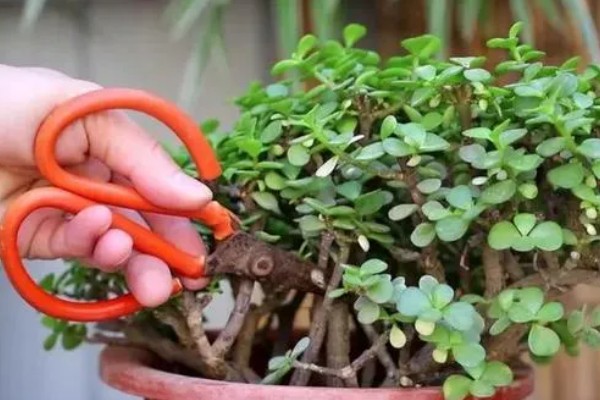 马齿苋怎么种植,适合在5-6月份播种