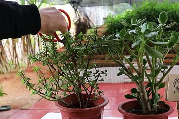 马齿苋怎么种植,适合在5-6月份播种