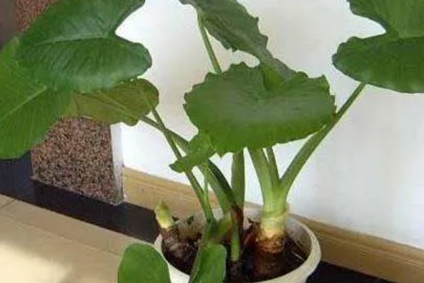 滴水观音有没有毒,茎枝、滴下的水都含有毒素