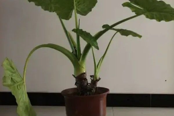滴水观音有没有毒,茎枝、滴下的水都含有毒素