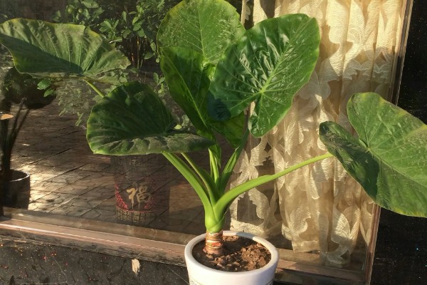 滴水观音有没有毒,茎枝、滴下的水都含有毒素