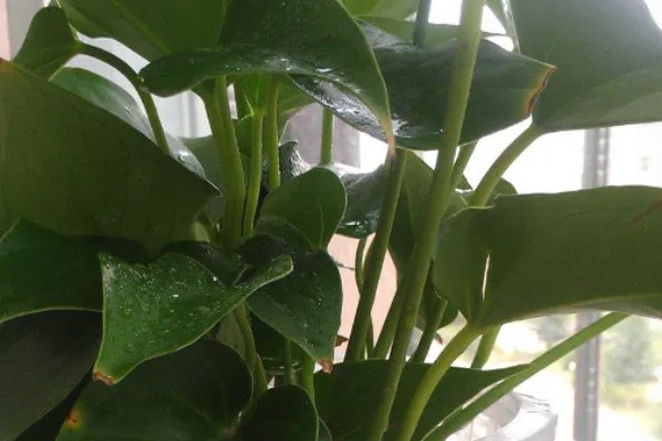 滴水观音有没有毒,茎枝、滴下的水都含有毒素