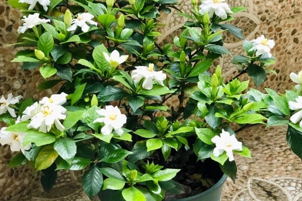 栀子花有蕾但不开花怎么办,缺少养分可以追施磷钾肥