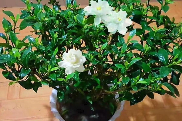 栀子花有蕾但不开花怎么办,缺少养分可以追施磷钾肥