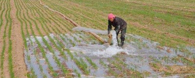 浇晚麦黄水容易死亡的原因，浇水过晚、水后高温均容易造成