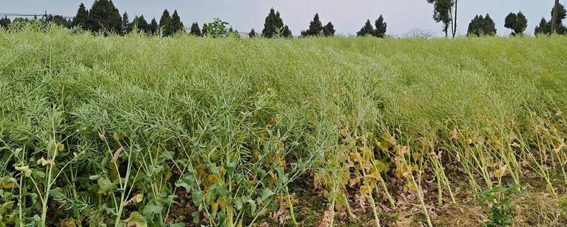 油菜倒伏时要拔掉还是扶正，在抽薹开花期倒伏可以扶正培土