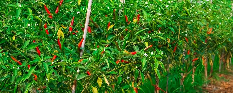 哪些蔬菜可以在6月份种植，选择辣椒、大白菜等品种