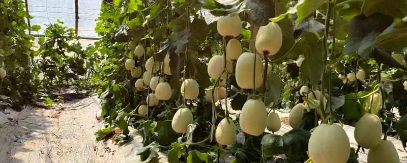 香瓜何时种植,在2-3月份或8-10月份播种