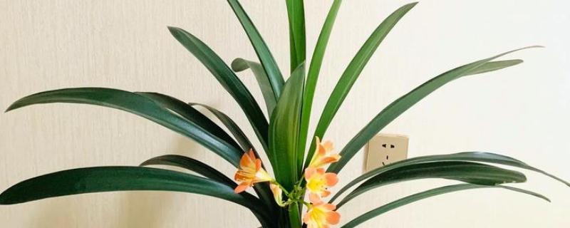 建军节适合送哪些花卉,可选择君子兰、牡丹花等品种