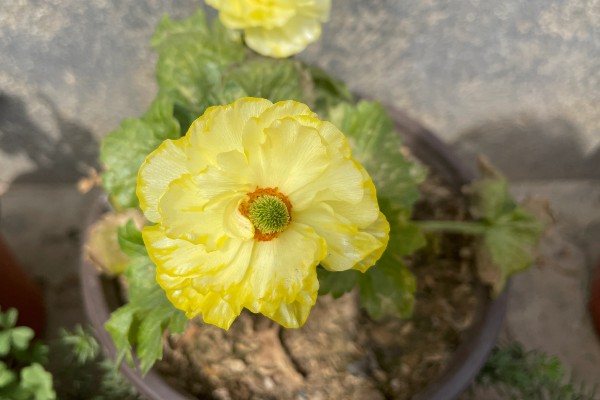 花毛茛怎么养殖,生长旺季每个月追肥一次