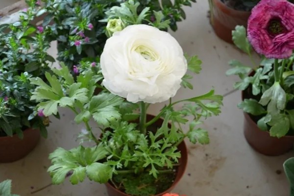 花毛茛怎么养殖,生长旺季每个月追肥一次