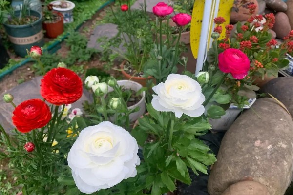 花毛茛怎么养殖,生长旺季每个月追肥一次