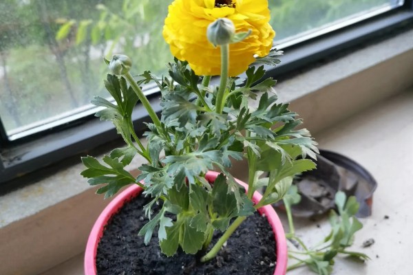 花毛茛怎么养殖,生长旺季每个月追肥一次