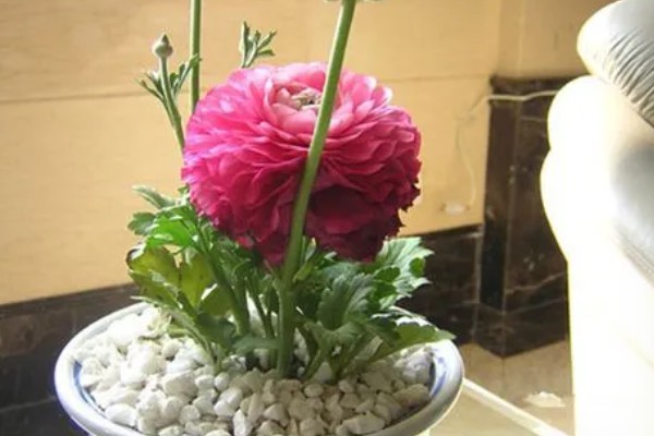 花毛茛怎么养殖,生长旺季每个月追肥一次