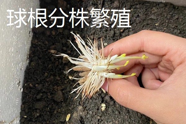 花毛茛怎么养殖,生长旺季每个月追肥一次