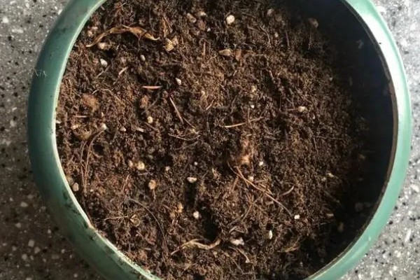 花毛茛怎么养殖,生长旺季每个月追肥一次