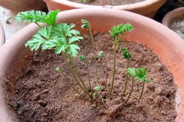 花毛茛怎么养殖,生长旺季每个月追肥一次