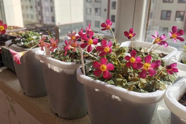 酢浆草的过冬方法，室内温度保持在18-25℃