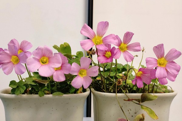 酢浆草的过冬方法，室内温度保持在18-25℃