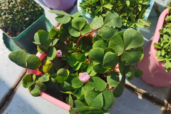 酢浆草的过冬方法，室内温度保持在18-25℃