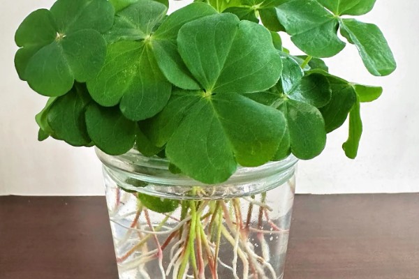 酢浆草的过冬方法，室内温度保持在18-25℃