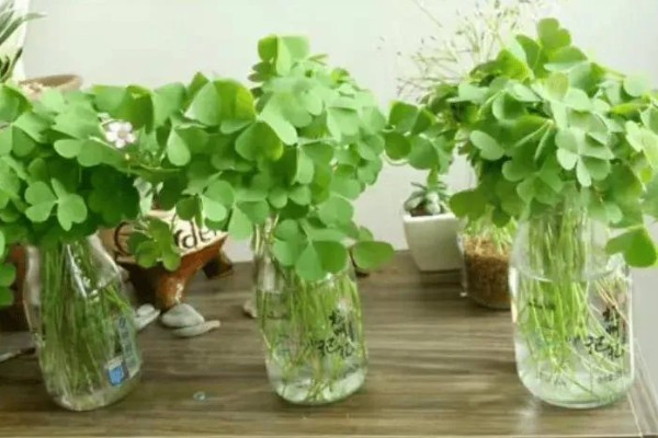 酢浆草的过冬方法，室内温度保持在18-25℃