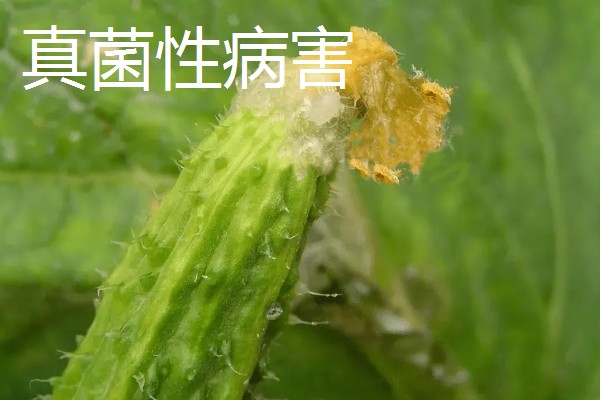 黄瓜流胶怎么办,根据发生原因采取针对性措施