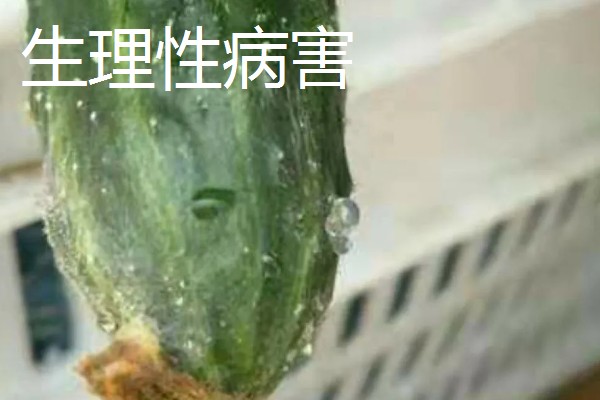 黄瓜流胶怎么办,根据发生原因采取针对性措施