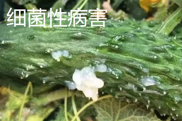 黄瓜流胶怎么办,根据发生原因采取针对性措施