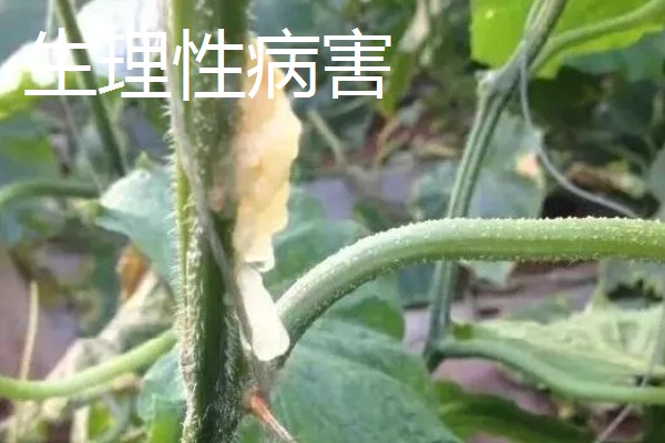 黄瓜流胶怎么办,根据发生原因采取针对性措施