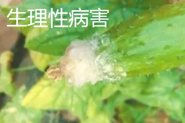 黄瓜流胶怎么办,根据发生原因采取针对性措施
