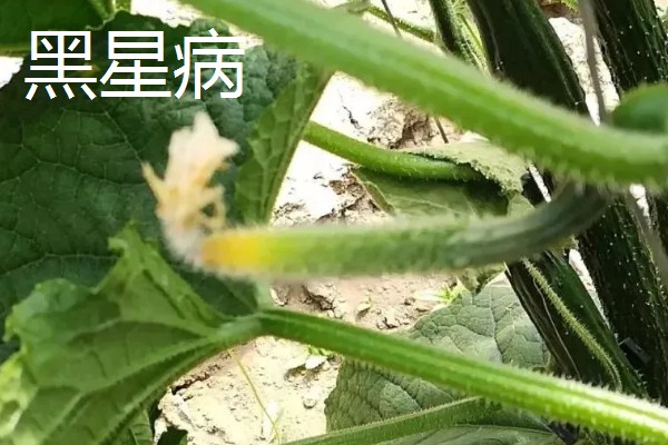 黄瓜流胶怎么办,根据发生原因采取针对性措施