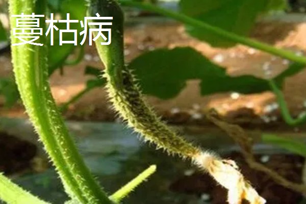 黄瓜流胶怎么办,根据发生原因采取针对性措施