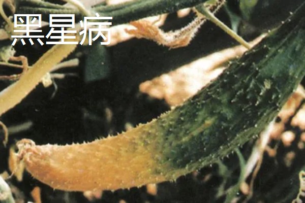 黄瓜流胶怎么办,根据发生原因采取针对性措施