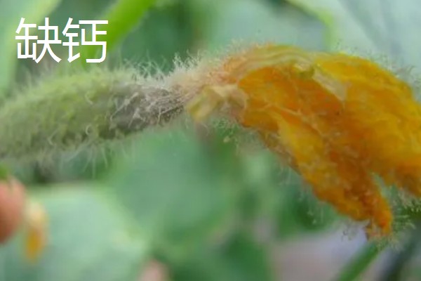 黄瓜流胶怎么办,根据发生原因采取针对性措施