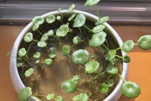 铜钱草开花了如何处理，不需要留种可将花朵剪除