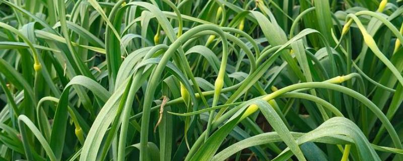 蒜苔的亩产量,一般能达到700-1000斤