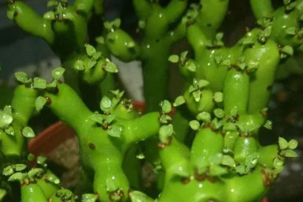膨珊瑚会不会开花,养护得当经过3年就会开放