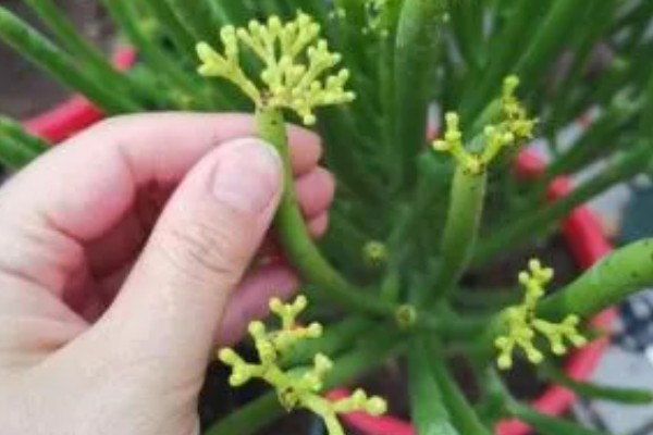 膨珊瑚会不会开花,养护得当经过3年就会开放