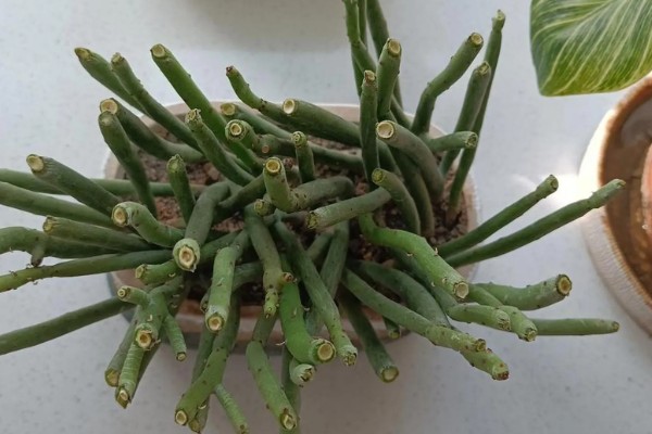 膨珊瑚会不会开花,养护得当经过3年就会开放